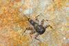 Ecdyonurus sp.
